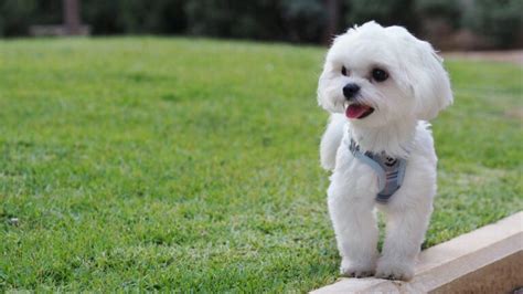 cat traieste un bichon.